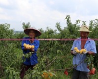 桃園什么職業(yè)好玩？探索桃園的多元就業(yè)機(jī)會(huì)，打造屬于你的精彩人生