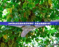 DNF凈化的靈魂結(jié)晶還有用嗎？玩家必看最新分析！