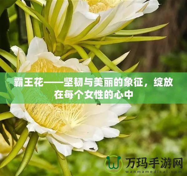 霸王花——堅(jiān)韌與美麗的象征，綻放在每個(gè)女性的心中