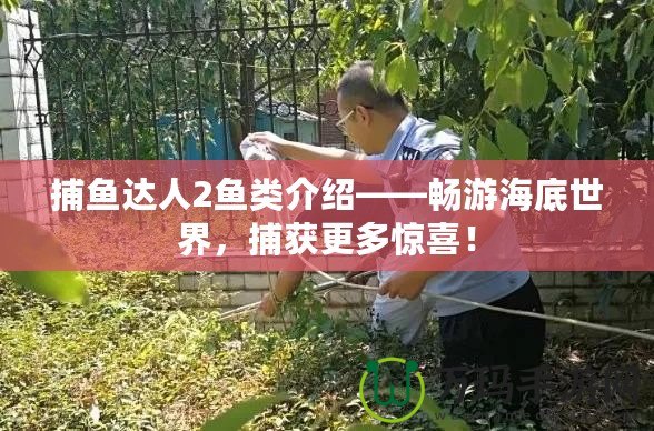 捕魚達人2魚類介紹——暢游海底世界，捕獲更多驚喜！